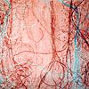 Networks 7